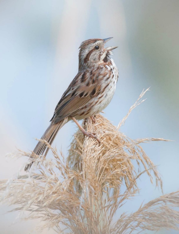 Song Sparrow